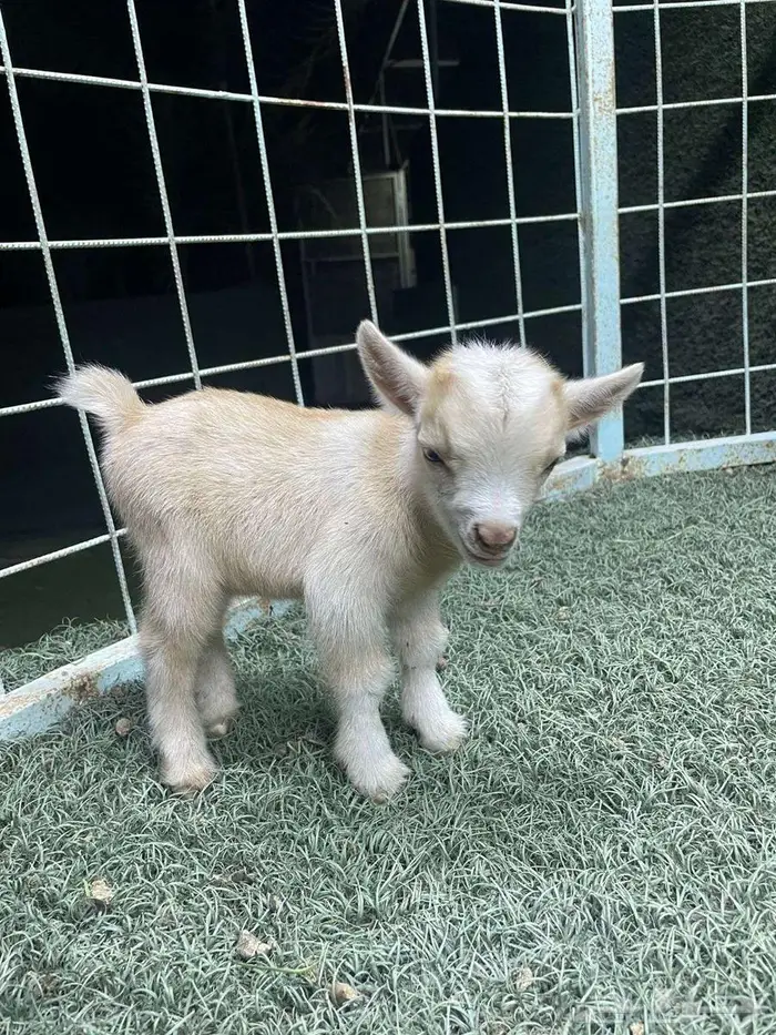 تتوفر تيوس الماعز القزم بيور للبيع تصلح لتربية البيوت 0