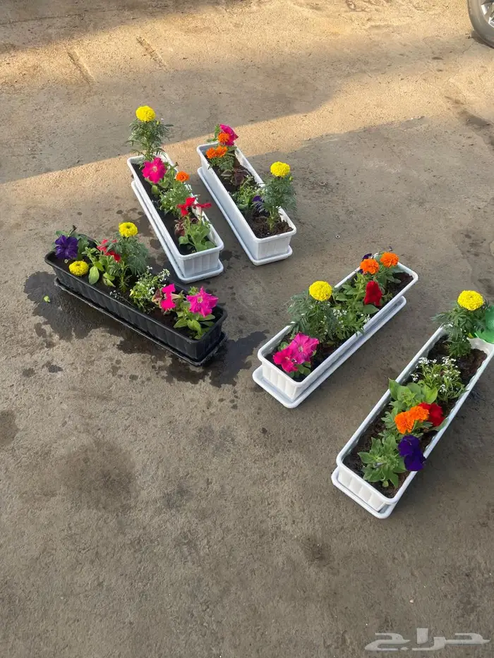 احواض زهور للبيع 0