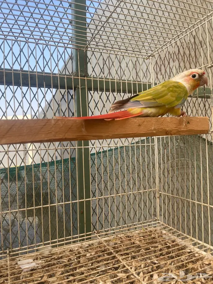 كنيور رد فاكتور 2