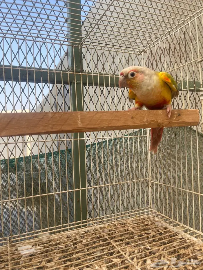 كنيور رد فاكتور 1