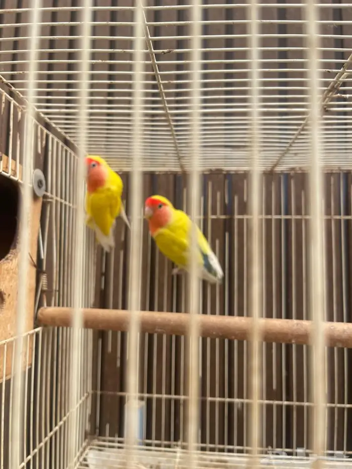 زوج روز منتج 0