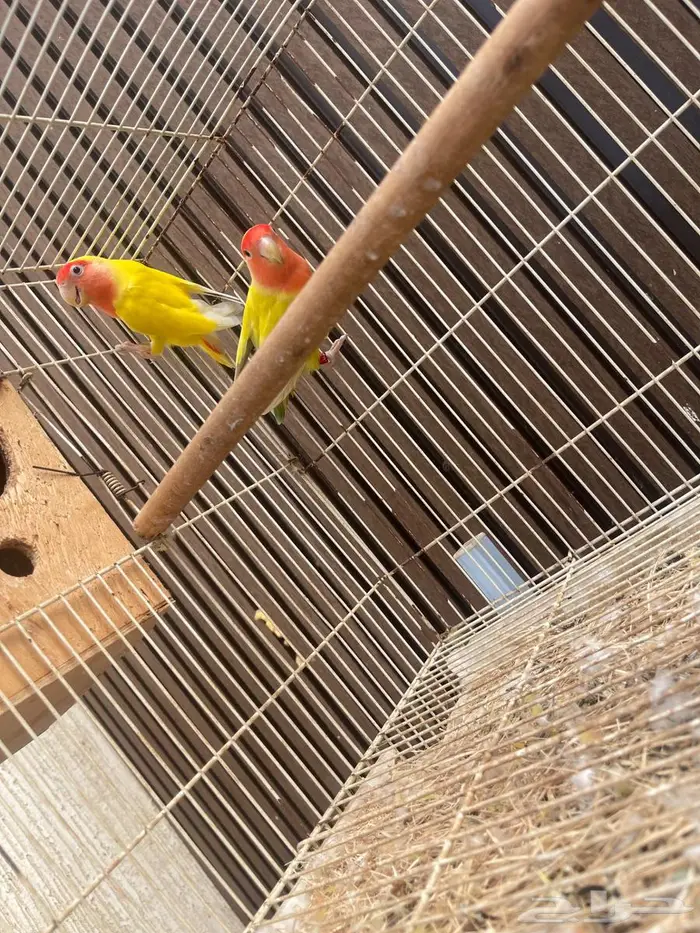 زوج روز منتج 1