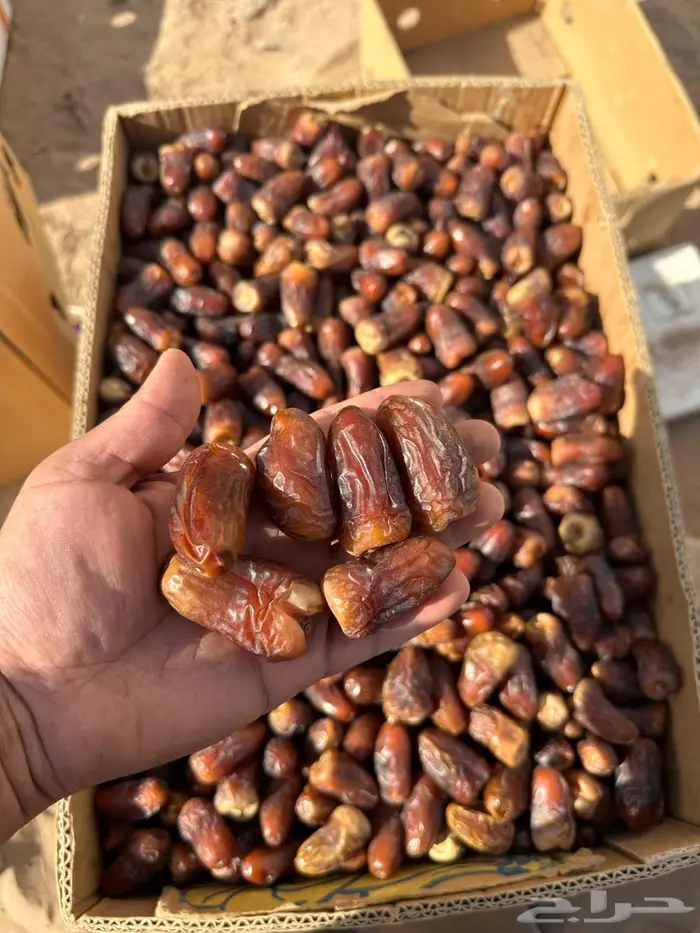 تمر حلوة العلا وبرني العيص 2