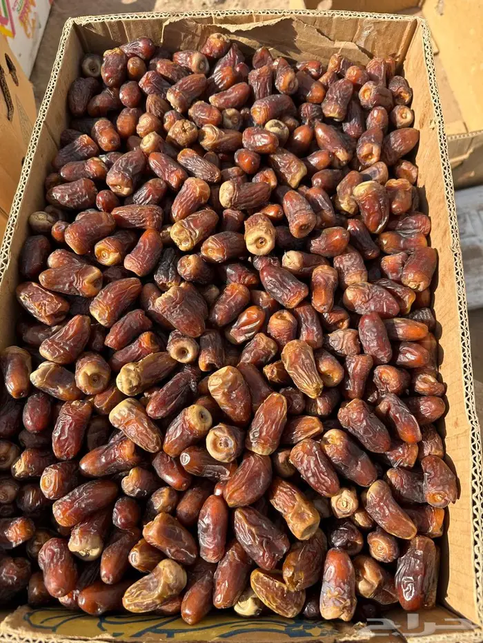 تمر حلوة العلا وبرني العيص 3