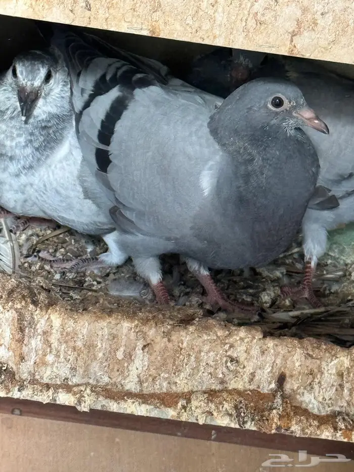 فراخة زاجل 0