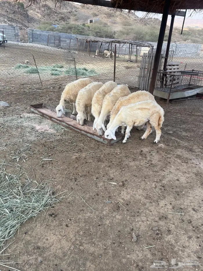 رخال حريات جذعات 0