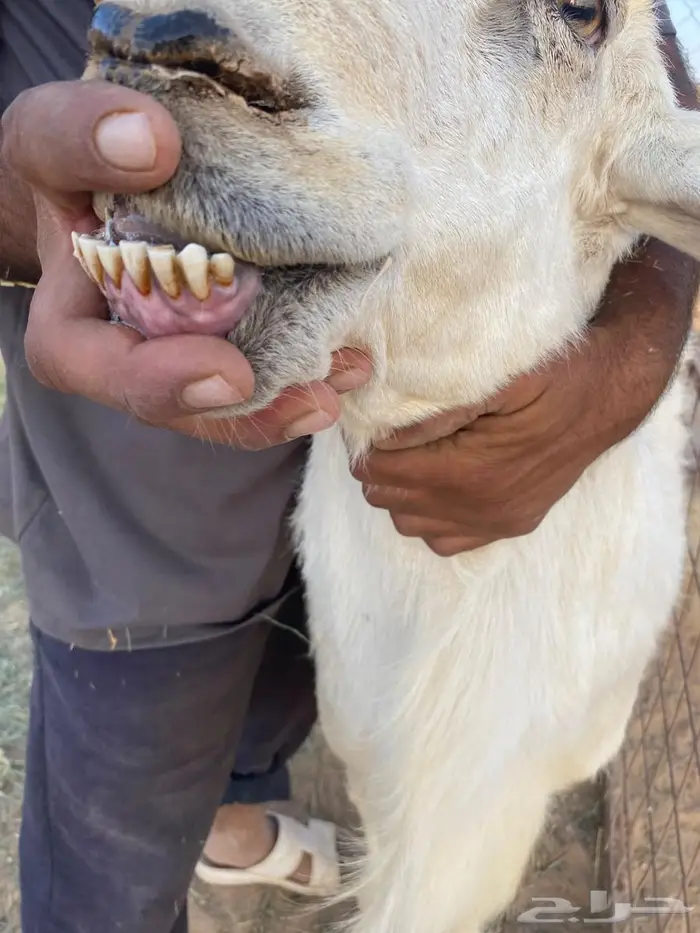 فحل حري صنف 3