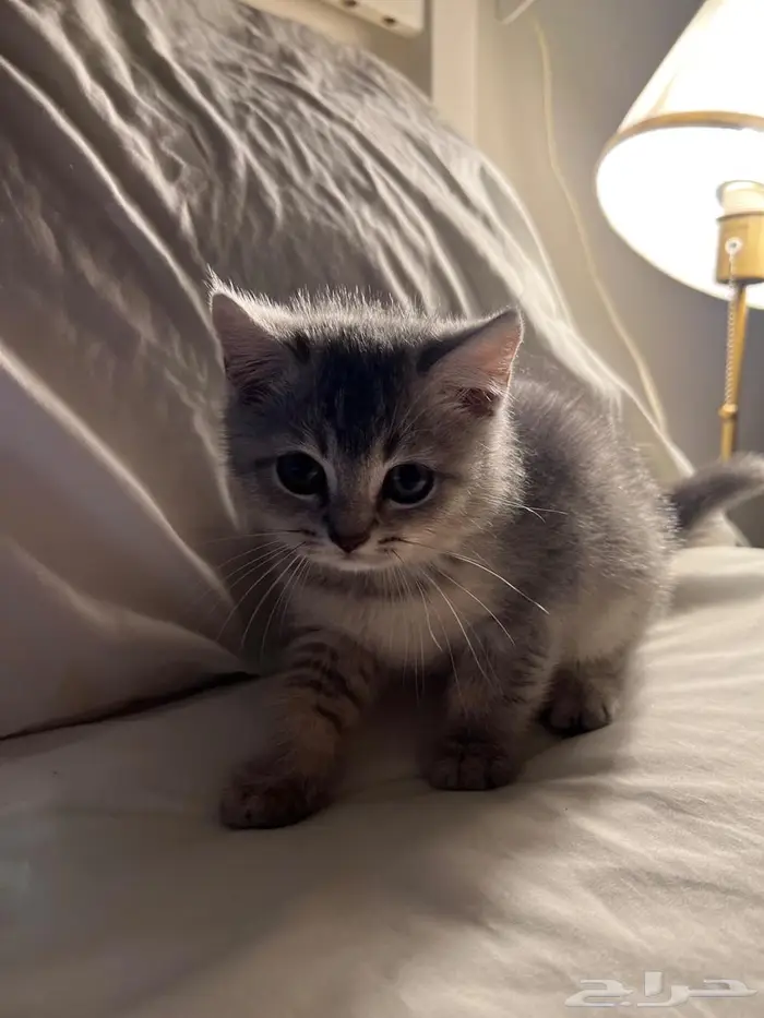 قط كتن سكوتش ستريت 7