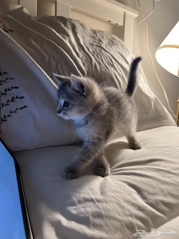 قط كتن سكوتش ستريت 2