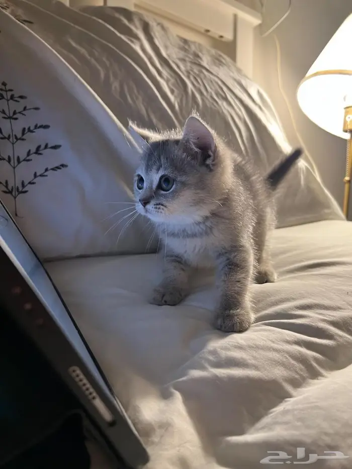 قط كتن سكوتش ستريت 5