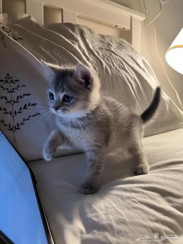 قط كتن سكوتش ستريت 6