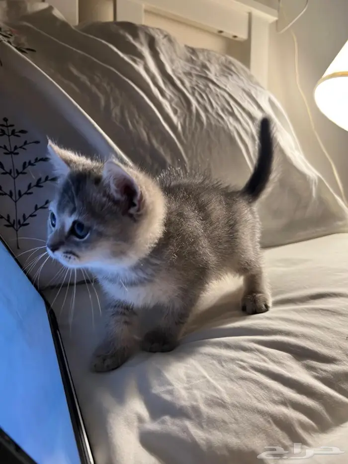 قط كتن سكوتش ستريت 3