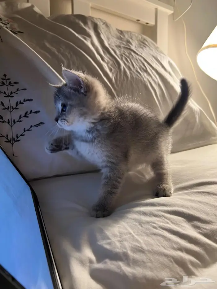 قط كتن سكوتش ستريت 4