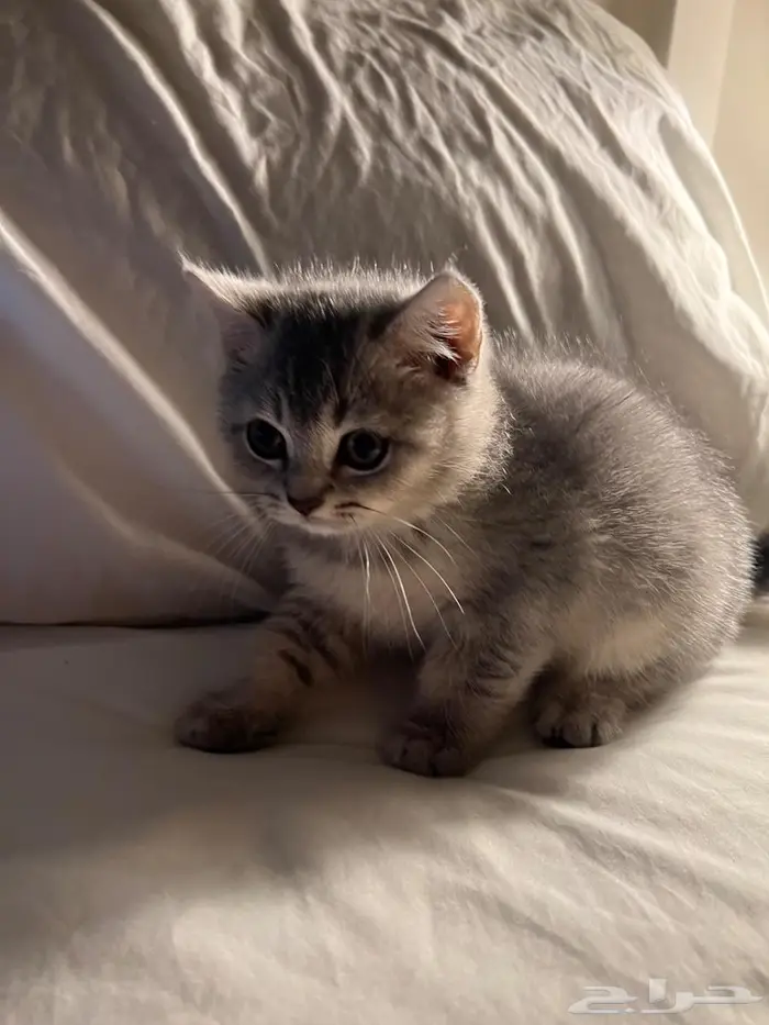 قط كتن سكوتش ستريت 1