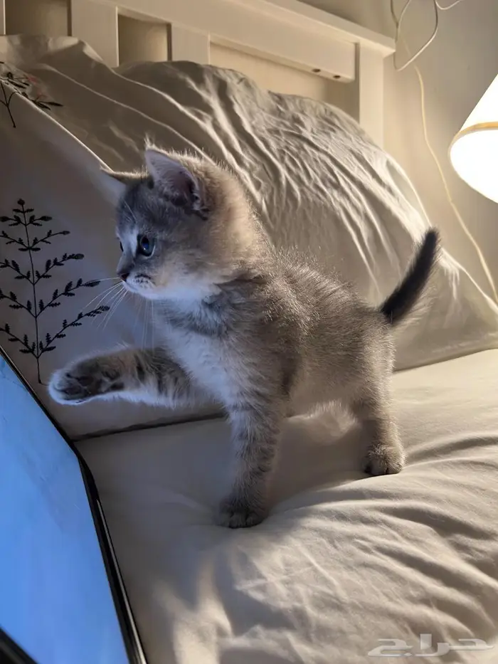 قط كتن سكوتش ستريت 0