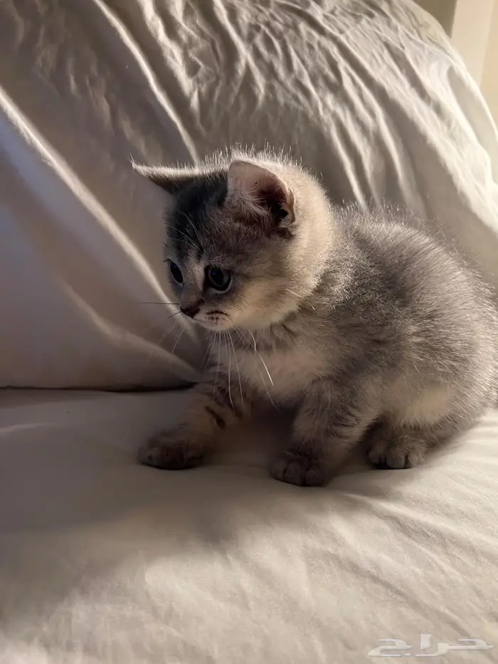 قط كتن سكوتش ستريت 8