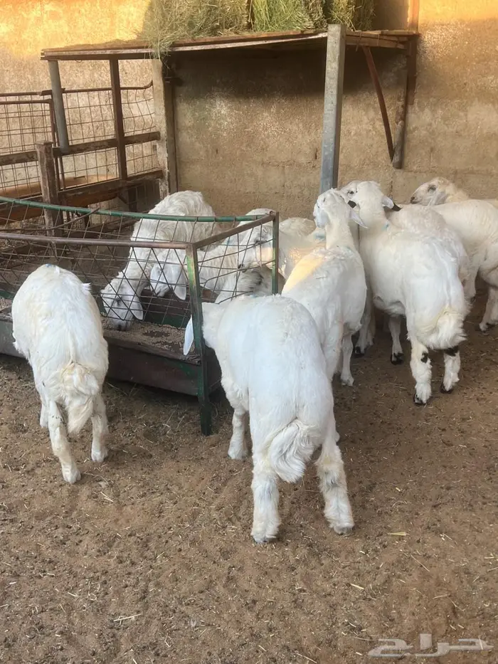 طليان حريات 3