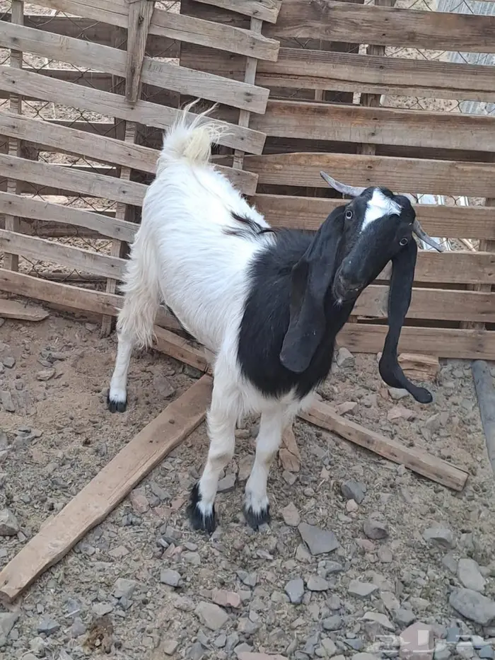جفرة مشروكة للبيع 1