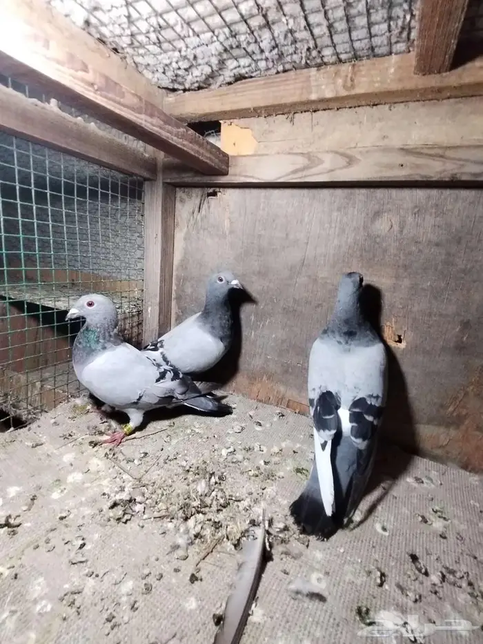 حمام زاجل 4