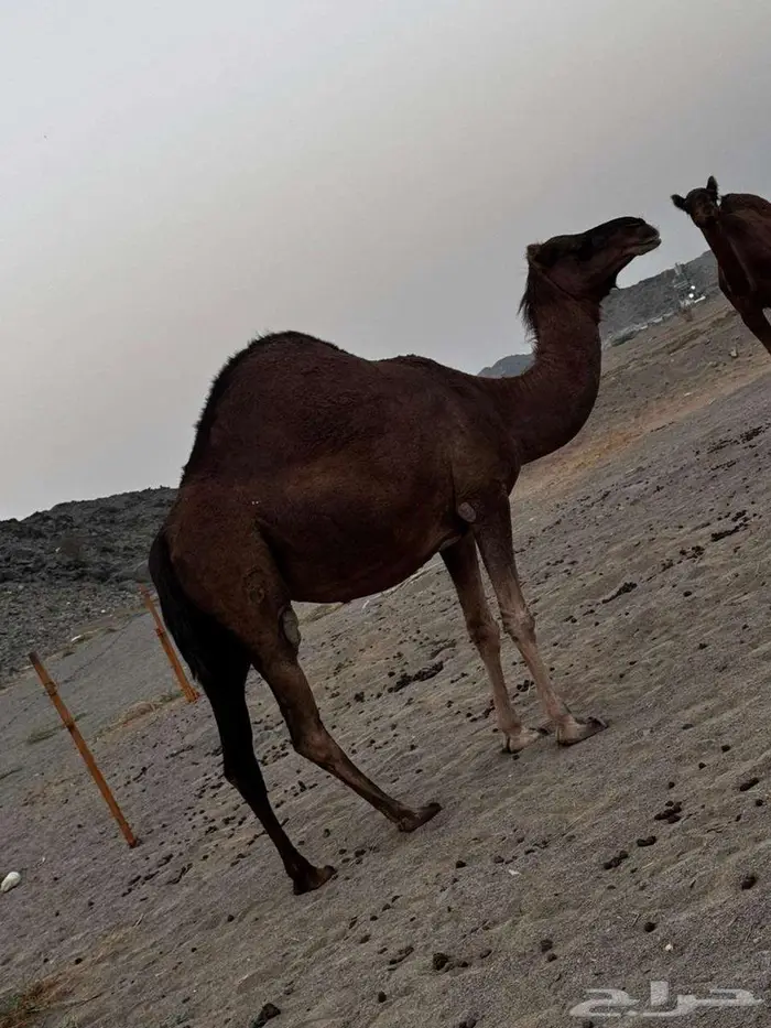 ابل نياق بكار لقح 6