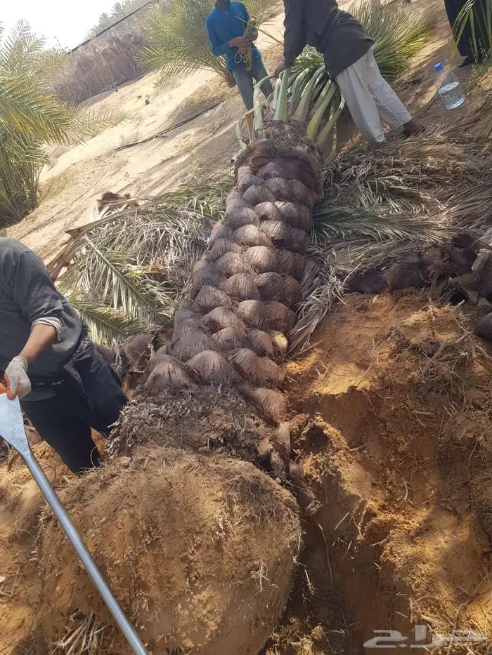 انخل للبيع 15