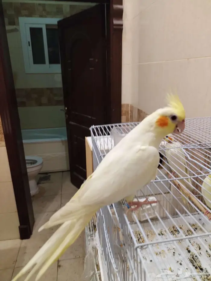 أنثى كروان لاتينو أليفة ومنتجة للبيع أو البدل بذكر البينو 0