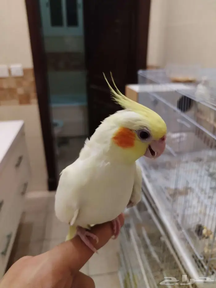 أنثى كروان لاتينو أليفة ومنتجة للبيع أو البدل بذكر البينو 2