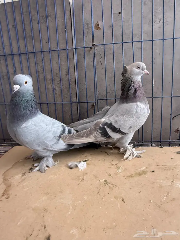 جوزين تركي 0