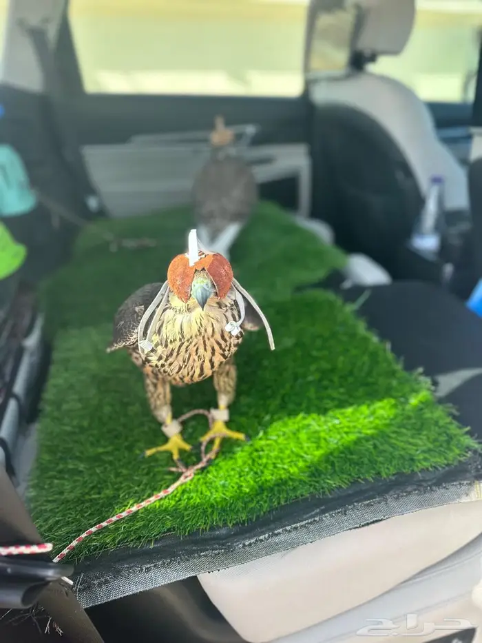 توصيل من جده الى الرياض الشرقيه و العكس 1