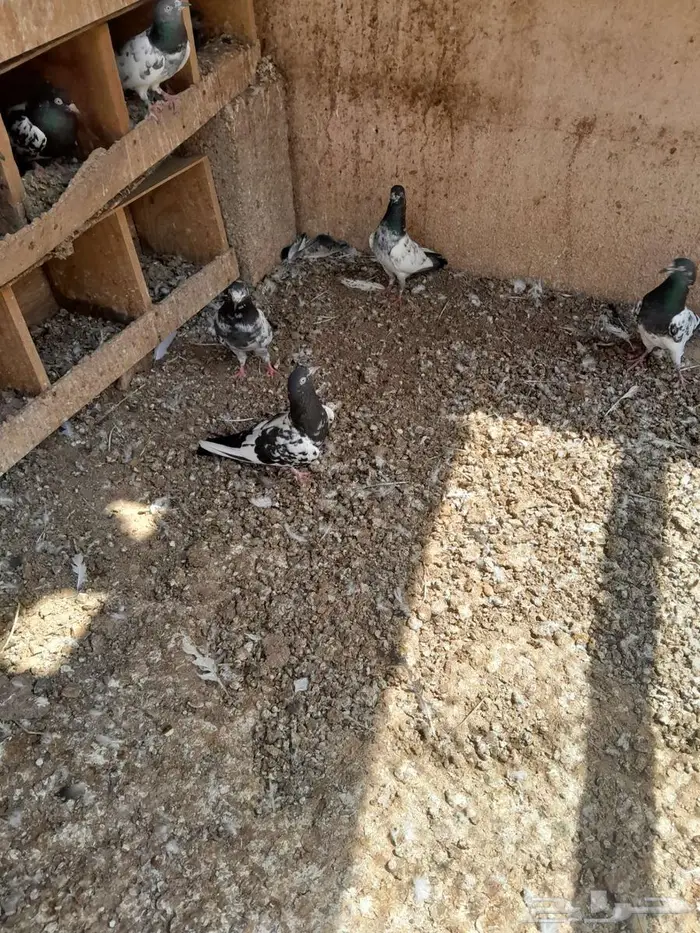 حمام رام بوري صافي 4