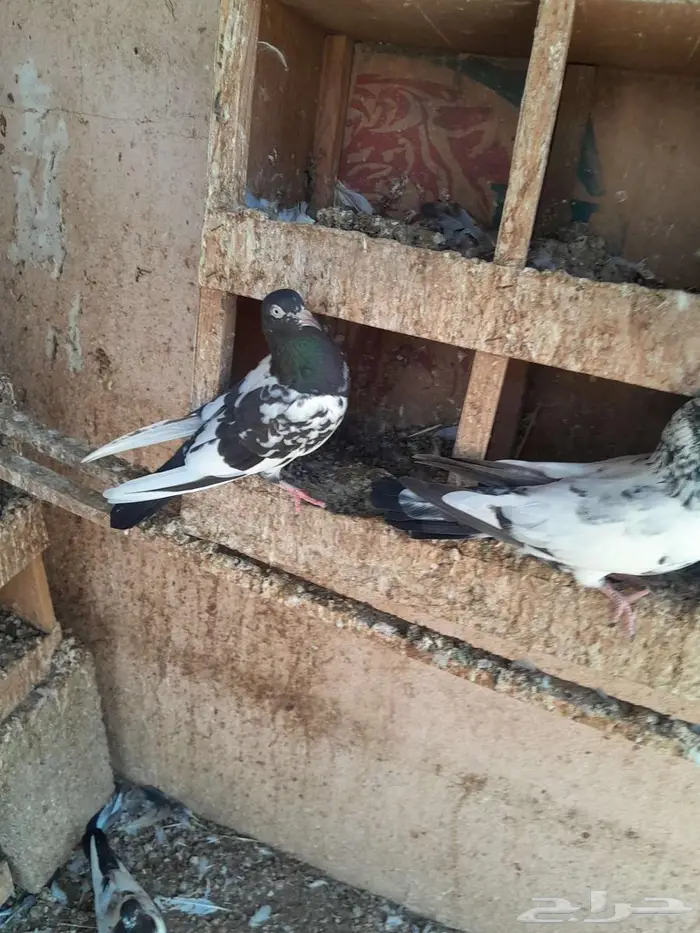 حمام رام بوري صافي 5
