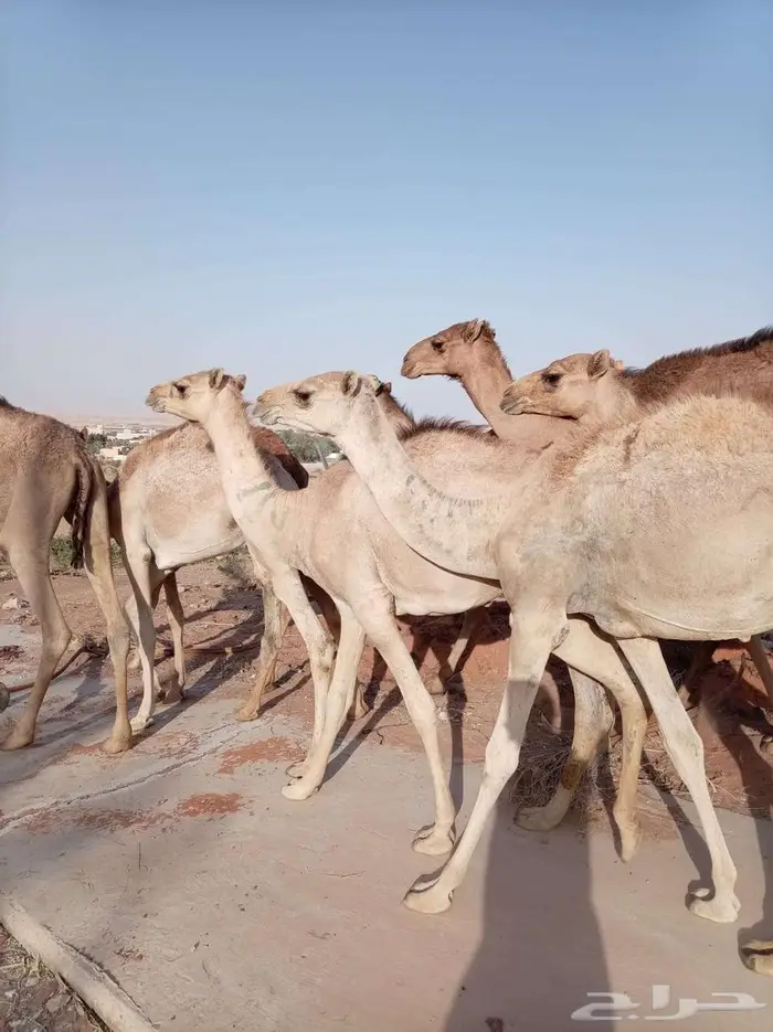 قعدان صوماليه مرباه جمله وتفريد 2