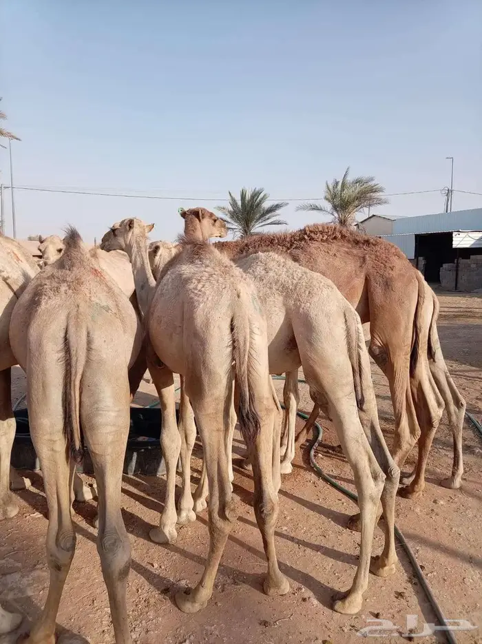 قعدان صوماليه مرباه جمله وتفريد 3