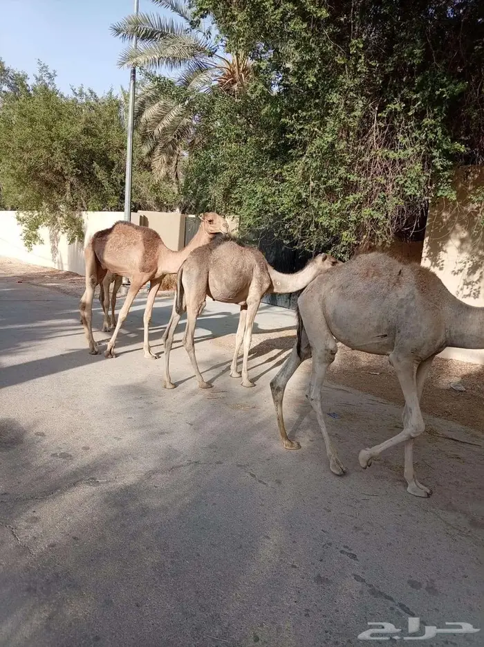 قعدان صوماليه مرباه جمله وتفريد 7