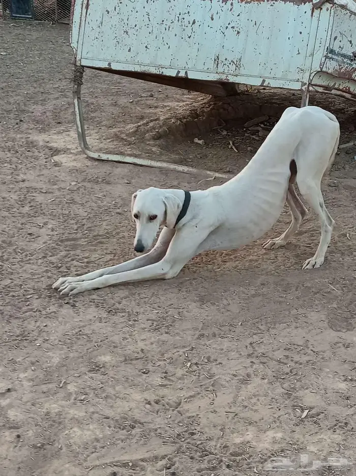 سلوقي للبدل 1