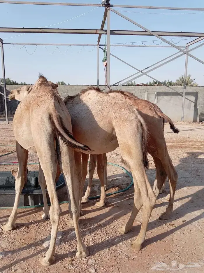 حشيان صومالية مفاريد مرابي للبيع 1