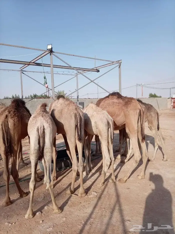 حشيان صومالية مفاريد مرابي للبيع 2