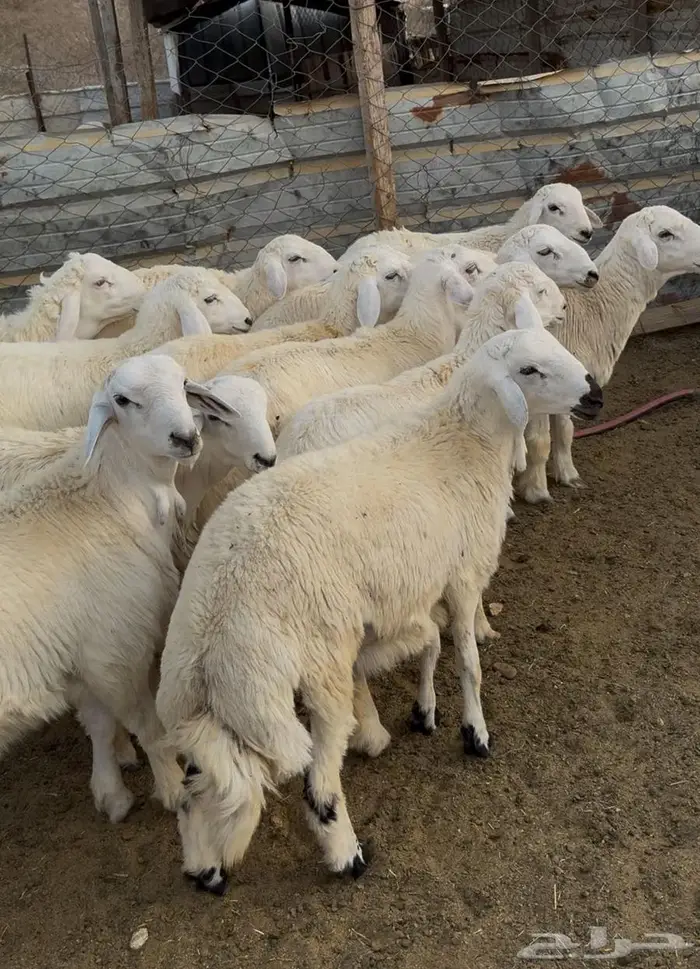 ذبايح طليان حريه سواكن مع التوصيل 4