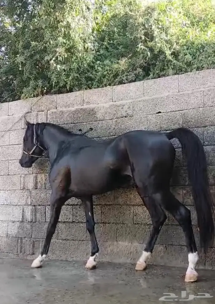 فرس للبيع ومعها مهر جميل 3
