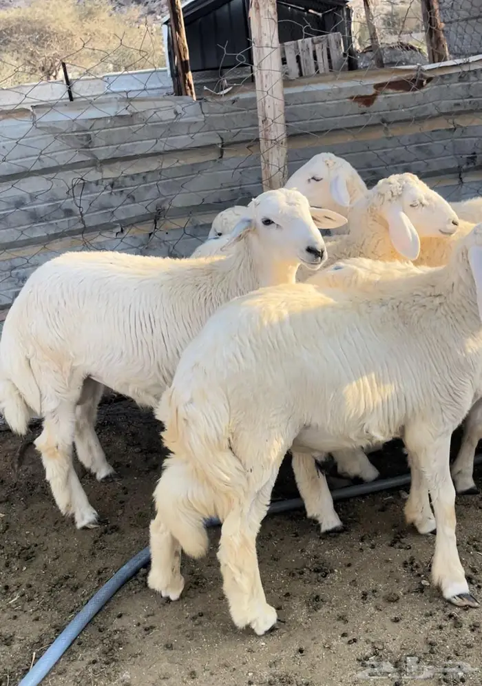 ذبايح طليان حريه سواكن مع التوصيل 10