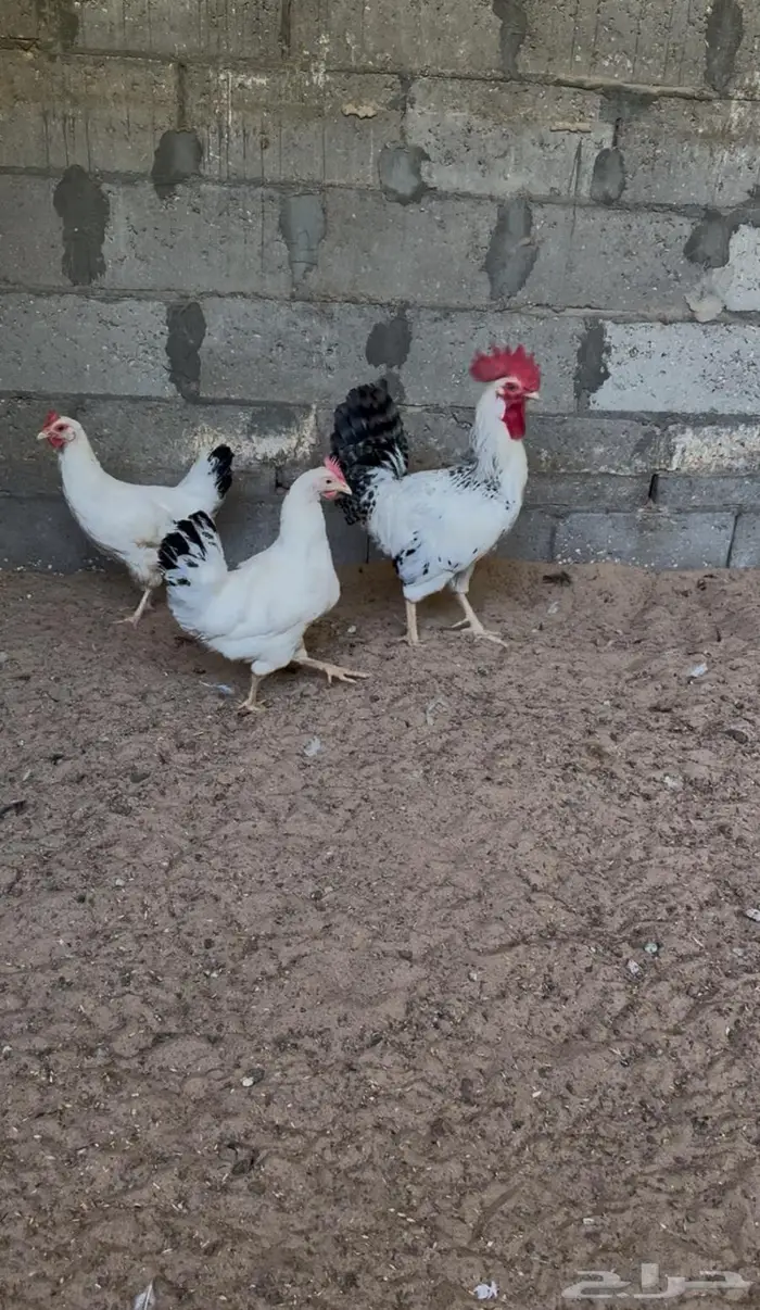 طقم دجاج فرنسي كولمبي 0