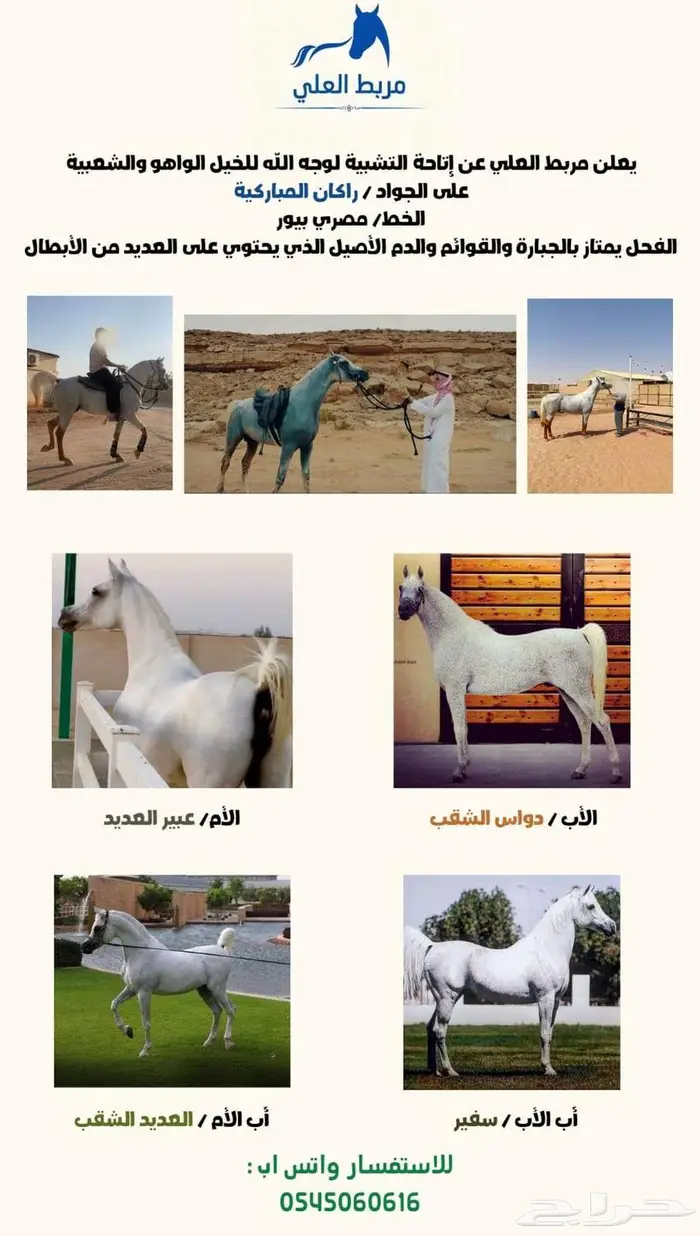 الفحل المصري راكان المباركيه متاح للتشبيه 1