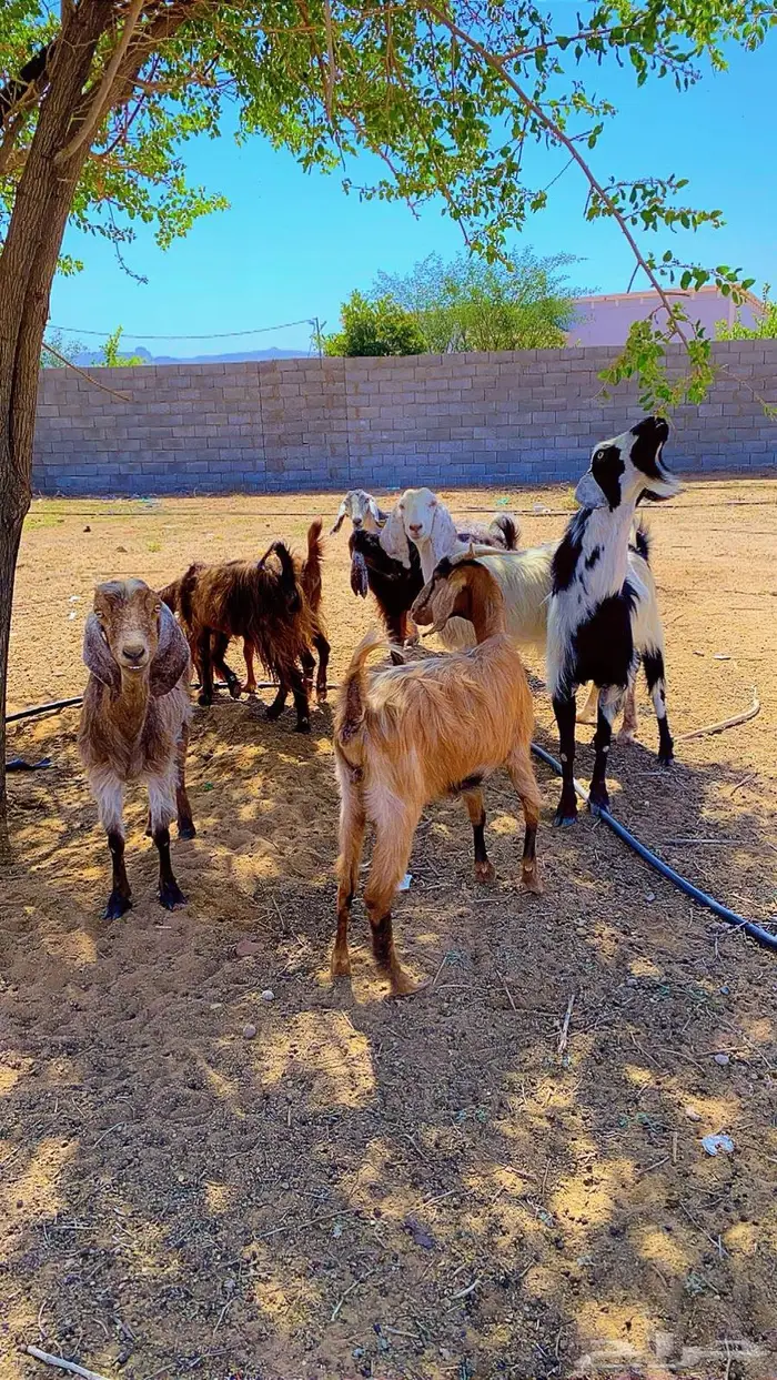 معزاء دفيع 3