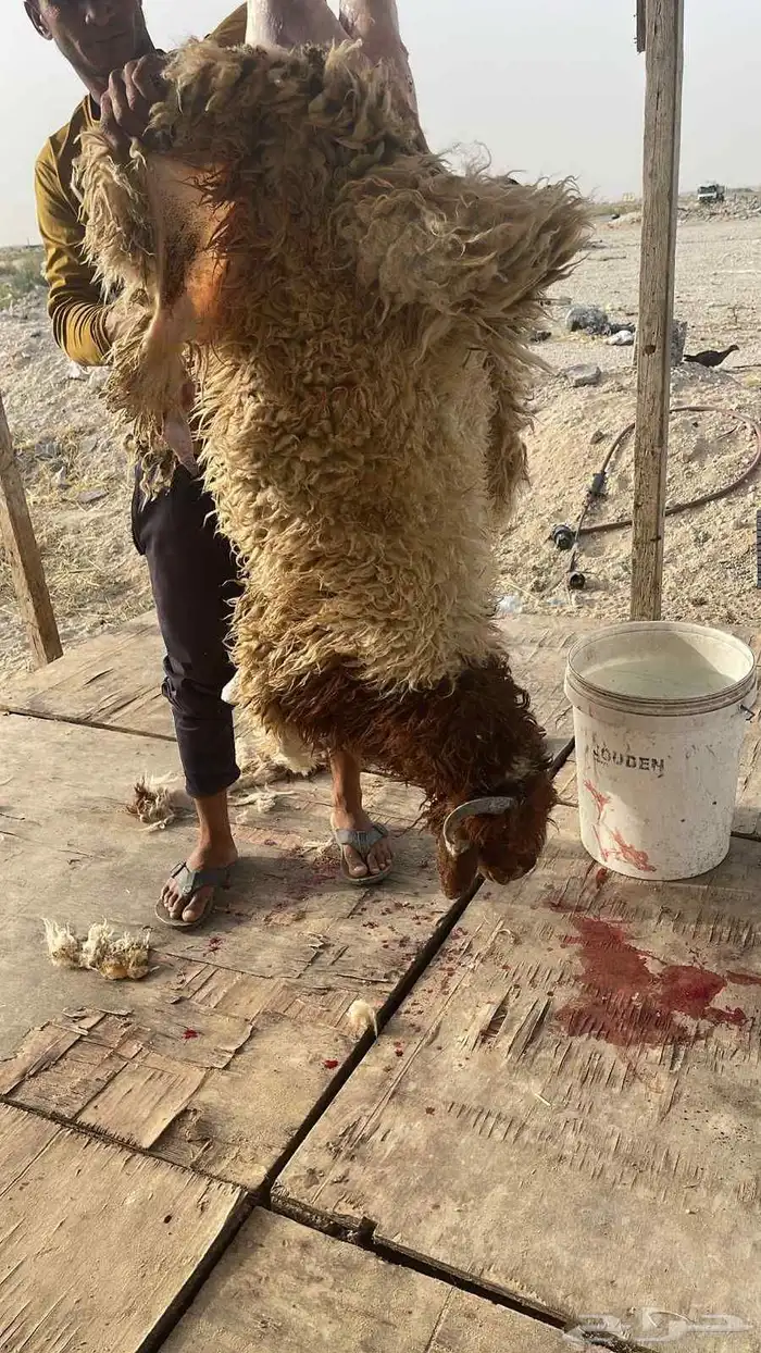 ذبايح الشرقيه 0