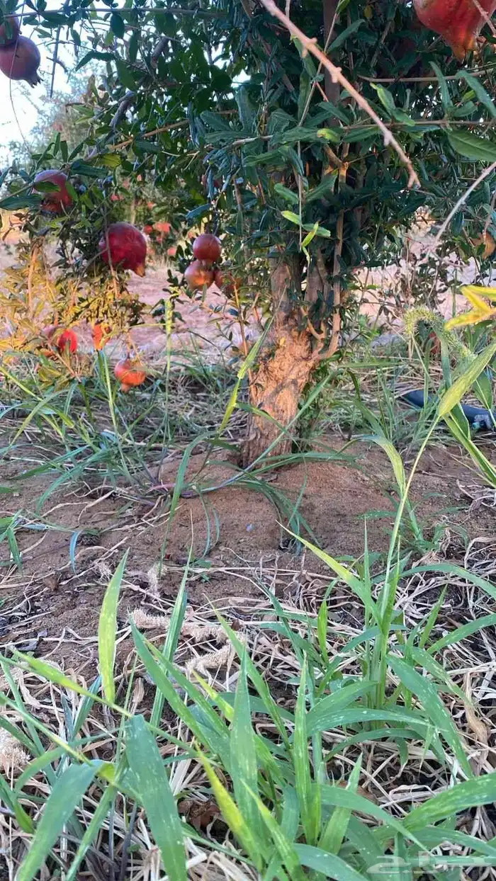 رمان ممتاز جدا 0