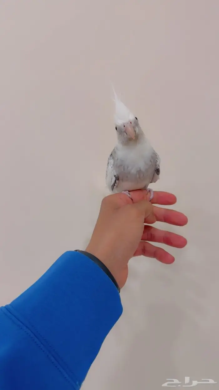 كروان 1