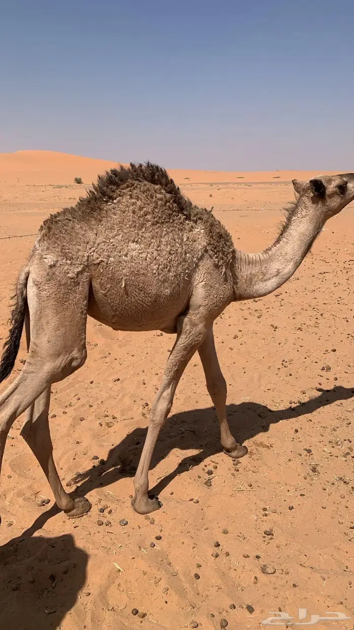 بكره للبيع على طريق لبخه 0