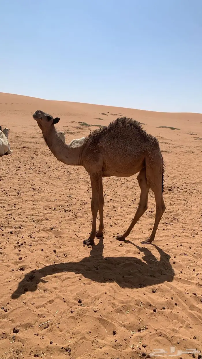 بكره للبيع على طريق لبخه 1