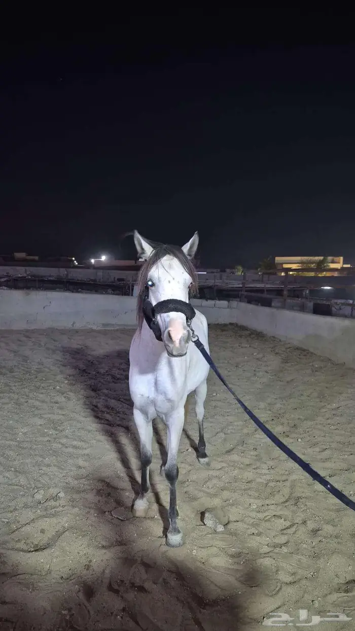 خيل 2