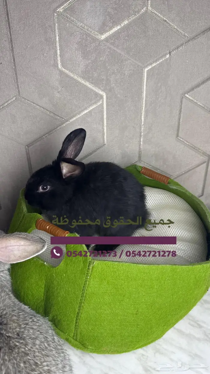 للبيع ارانب هولنديه بسعر رمزي 0